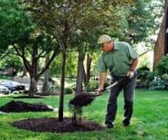 Discover the Importance of Tree Care for a Greener Environment