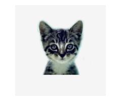 We Love Cats and Kittens