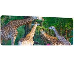 Export and Import Animal Services in Thailand - 3