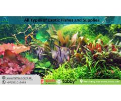 Fish aquarium dubai - Famous Pets