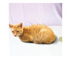 Stop Cat Urination Around House – Victoria Vet Solutions