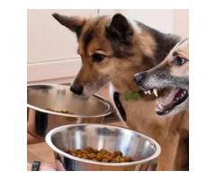 Stop Food Aggression in Dogs | Victoria Behavior Experts