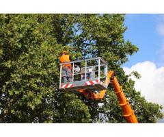Richard Stewart Tree Service | Tree Service | Stump Removal Victor