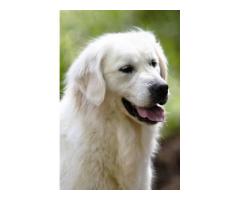 Golden Retriever Breeders Indiana: Trusted Experts in Puppy Care