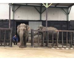 International Animal Exchange Services in Thailand