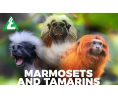 Animal Exchange Services in Thailand