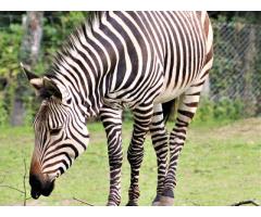 Animal Exchange Services in Thailand - 2