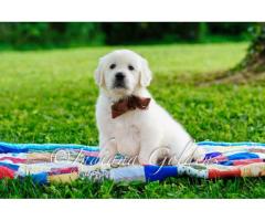 English Golden Retriever: A Loyal & Friendly Companion for Your Home