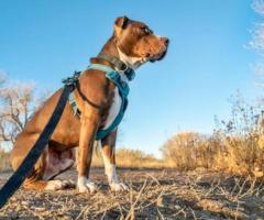Adventure-Ready: Rocky Mountain Dog Harnesses Four-Legged Explorer