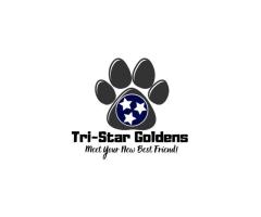 Golden Retriever Puppy Tennessee