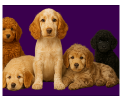 Ethical Poodle Cross Breeders Queensland