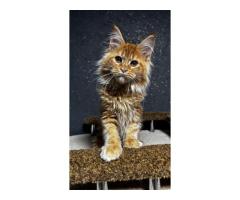 Maine Coon Cats For Sale: Loving Companions With Gentle Hearts