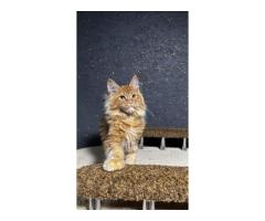 Maine Coon Cats For Sale: Loving Companions With Gentle Hearts - 2