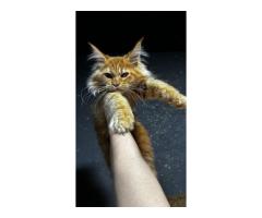 Maine Coon Cats For Sale: Loving Companions With Gentle Hearts - 3