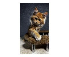 Maine Coon Cats For Sale: Loving Companions With Gentle Hearts - 4