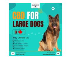 CBD For Large Dogs in Canada