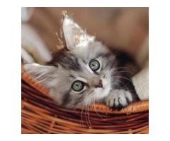 Maine Coon Kittens in Michigan: Gentle Giants Raised with Care