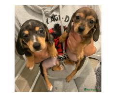 chiweenies pups avaliable and ready for it new home