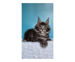 Maine Coon Kittens in Minnesota: Affectionate, Healthy Companions Ready to Shine