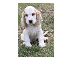 DNA-Tested Puppies with Health Guarantee QLD