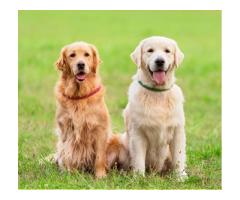 Golden Retriever Puppies Indiana: Loving Companions with Exceptional Temperament