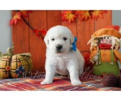 English Retriever Indiana: Gentle, Intelligent, and Perfect for Every Family