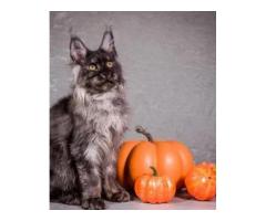 Maine Coon Cats For Sale: Majestic, Friendly, And Social Companions