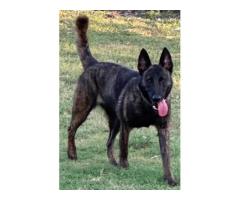 Ethical Poodle Cross Breeders Queensland