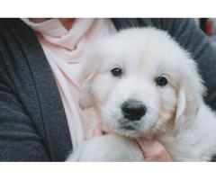 English golden retriever puppies: Loyal, Playful, and Family-Oriented Companions