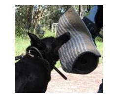 Belgian Shepherd Malinois Breeders