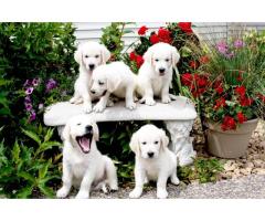 White Golden Retriever puppies Indiana – Find Your Loving Companion at Indiana Goldens