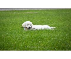 English Golden Retriever Puppies: Well-Socialized Puppies with Strong, Healthy Lineage