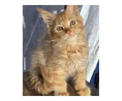 Maine Coon Cats For Sale: Gentle Giants with Stunning Personalities