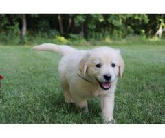 Golden Retriever Indiana: Puppies from Champion Bloodlines for Loving Homes