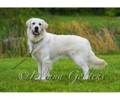 English Golden Retriever Indiana: Trusted Breeder Offering Exceptional Family Companions