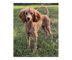 DNA-Tested Puppies with Health Guarantee QLD