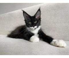 Maine Coon Kittens For Adoption
