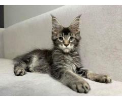 Maine Coon Kittens For Adoption - 2