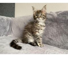 Maine Coon Kittens For Adoption - 3