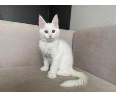 Maine Coon Kittens For Adoption - 4