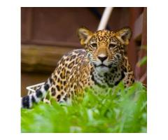 Wildlife Animal Exchange Program in Thailand