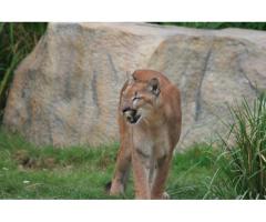Wildlife Animal Exchange Program in Thailand - 2