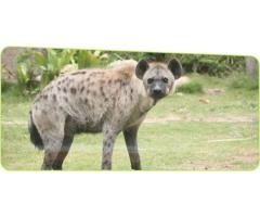 Wildlife Animal Exchange Program in Thailand - 3