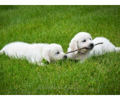 White Golden Retriever Indiana: Elegant Companions Raised With Top Health Standards