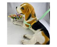 Style Meets Function: Fashionable and Functional Dog Leashes