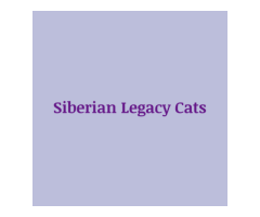 Hypoallergenic Cats For Sale | Siberian Legacy Cats