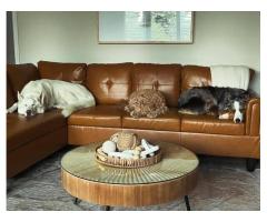 Dog Boarding in Hamilton