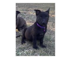 Long Coat German Shepherd QLD
