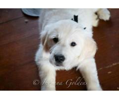 English Cream Golden Retrievers Indiana – Healthy, Loving Puppies from Indiana Goldens