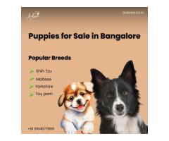 Beagle Puppies for Sale in Bangalore – Ethically Bred, Health-Certified Companions by Aubree.co.in